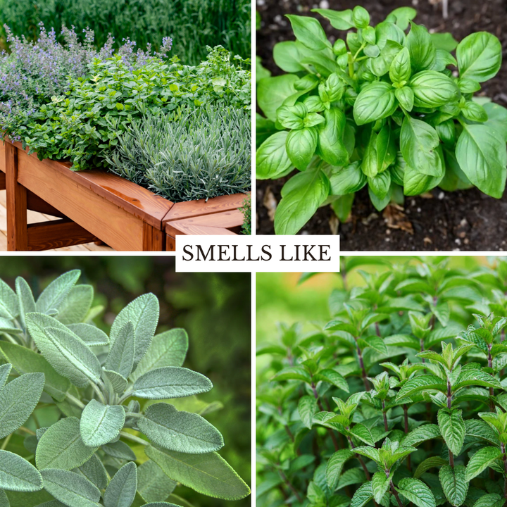 Heirloom Garden 22 oz